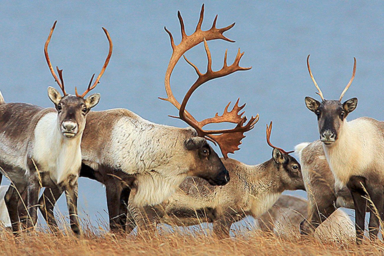 Alaska biologists research mystery of declining caribou herd