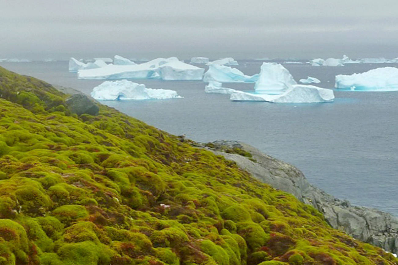 Thanks to global warming, Antarctica is turning green