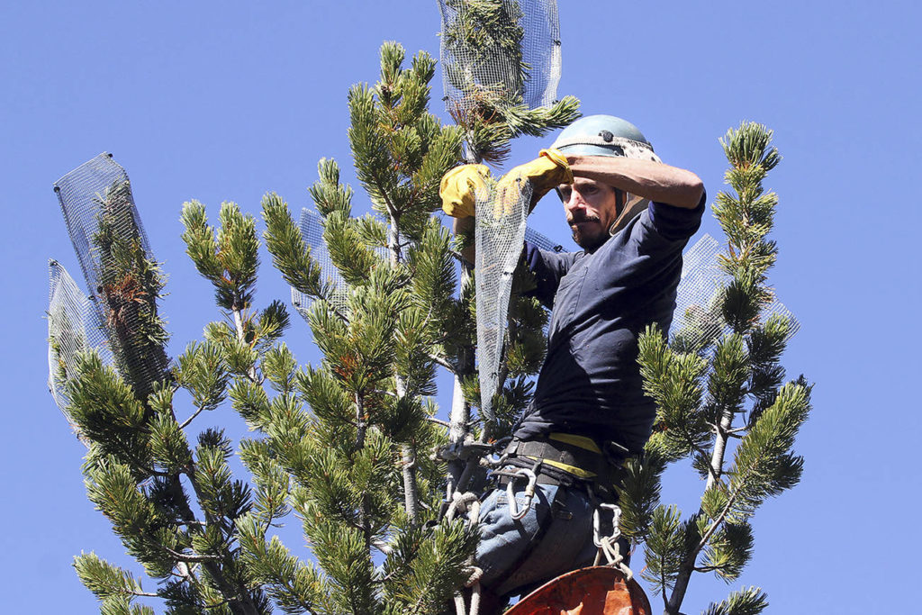 High mountain pine tree that feeds grizzlies is threatened