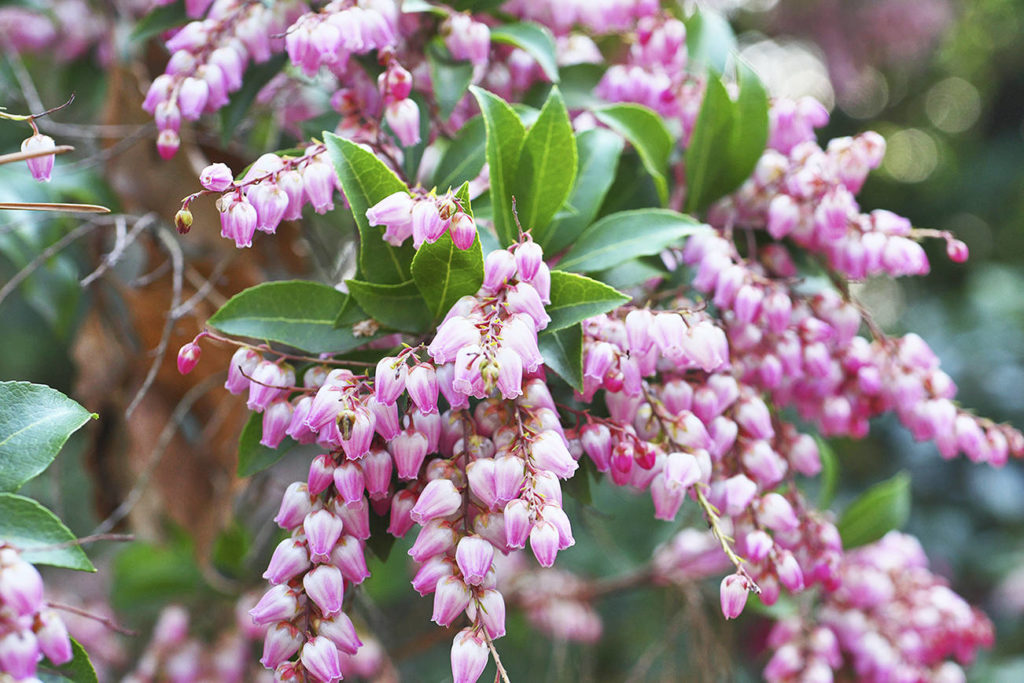 Give the gift that keeps on giving — a winter-blooming plant