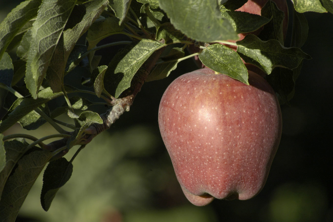 Arsenic found in apple juice from Yakima Valley processor