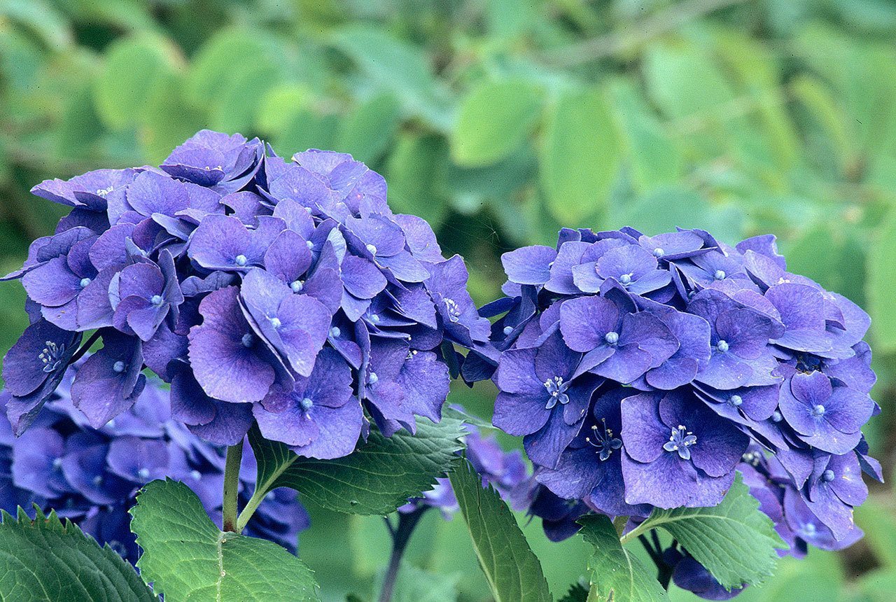 Hydrangea macrophylla “Merritt’s Beauty,” Mophead hydrangea