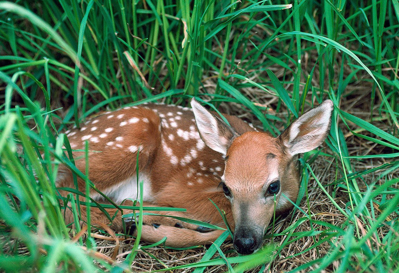 A white-tailed fawn rests in a clump of grass. Fawns can be safely left by their mothers for many hours. (Design Pics)