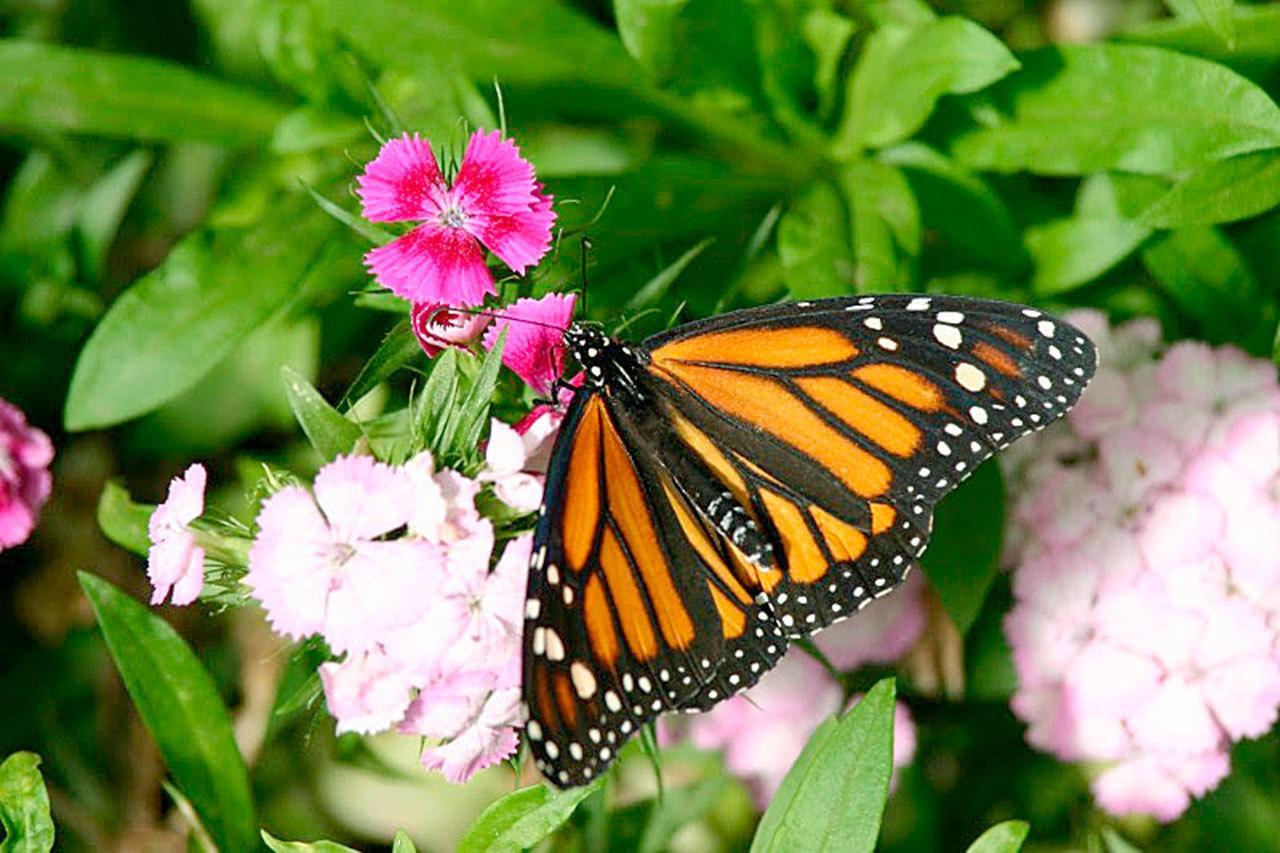 Woodland Park Zoo’s new butterfly garden opens July 2.