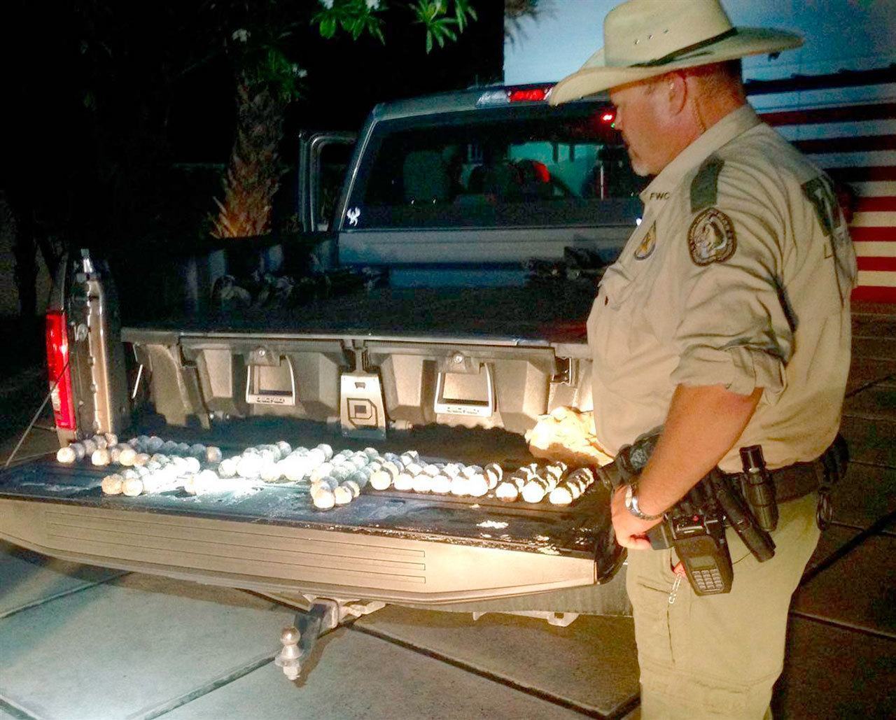 A Florida Fish and Wildlife Conservation officer observes a batch of loggerhead sea turtle eggs that were confiscated from Glenn Shaw after he was allegedly observed stealing the eggs from a beach behind a home on Jupiter Island. (Photo courtesy of Florida Fish and Wildlife Conservation)