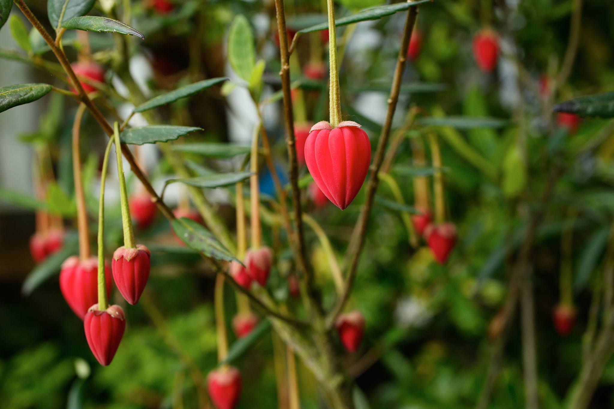 Andy Bronson / The Herald A Crinodendron hookerianum (Chilean lantern tree) is potted, at the home of John and Kathleen Neal, because it is marginally hardy and pulled into a greenhouse when temperatures dip into the 20’s.                                Andy Bronson / The Herald A Crinodendron hookerianum (Chilean lantern tree) is potted, at the home of John and Kathleen Neal, because it is marginally hardy and pulled into a greenhouse when temperatures dip into the 20’s.