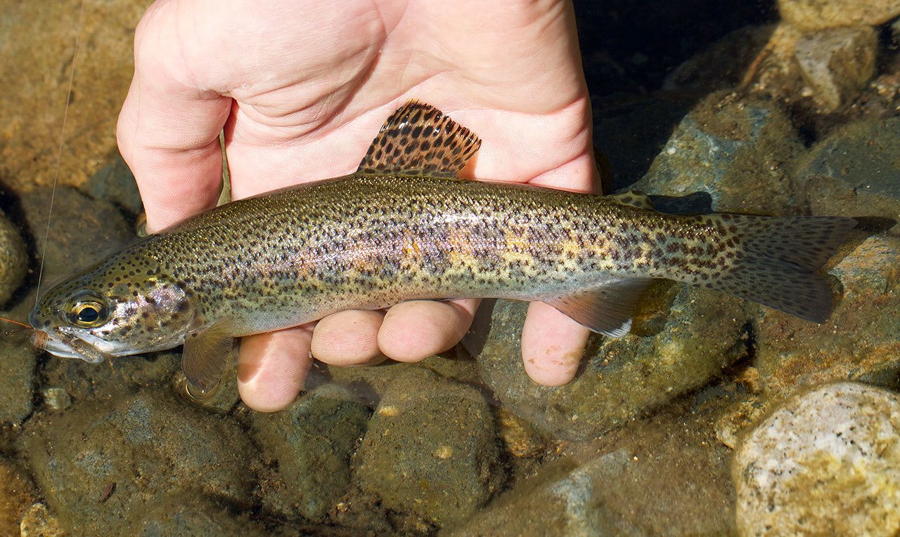 Trout fishing the tenkara way