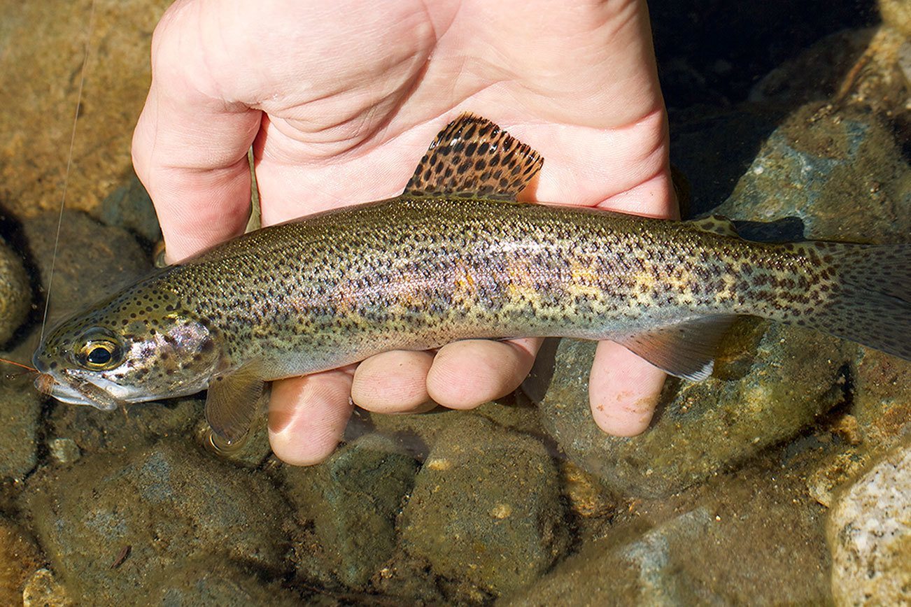 Trout fishing the tenkara way