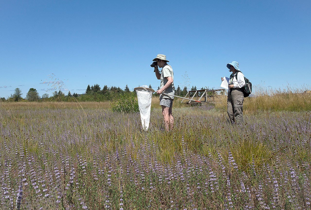 Linda Gilbert (left) and Alison Center participate in the North American Butterfly Association count in the wetlands of west Eugene, Oregon, on July 2. The count can be used by scientists to establish the range of butterflies and the characteristics of their habitat. (Kylie Juggert/The Register-Guard via AP)