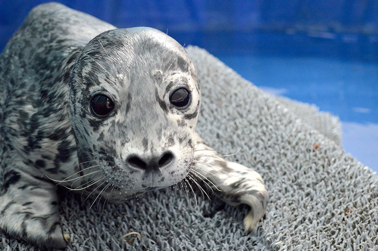 This harbor seal pup is being rehabilitated by PAWS in Lynnwood after beach walkers in Edmonds tried to help it by holding and petting it. (Photo courtesy of PAWS)