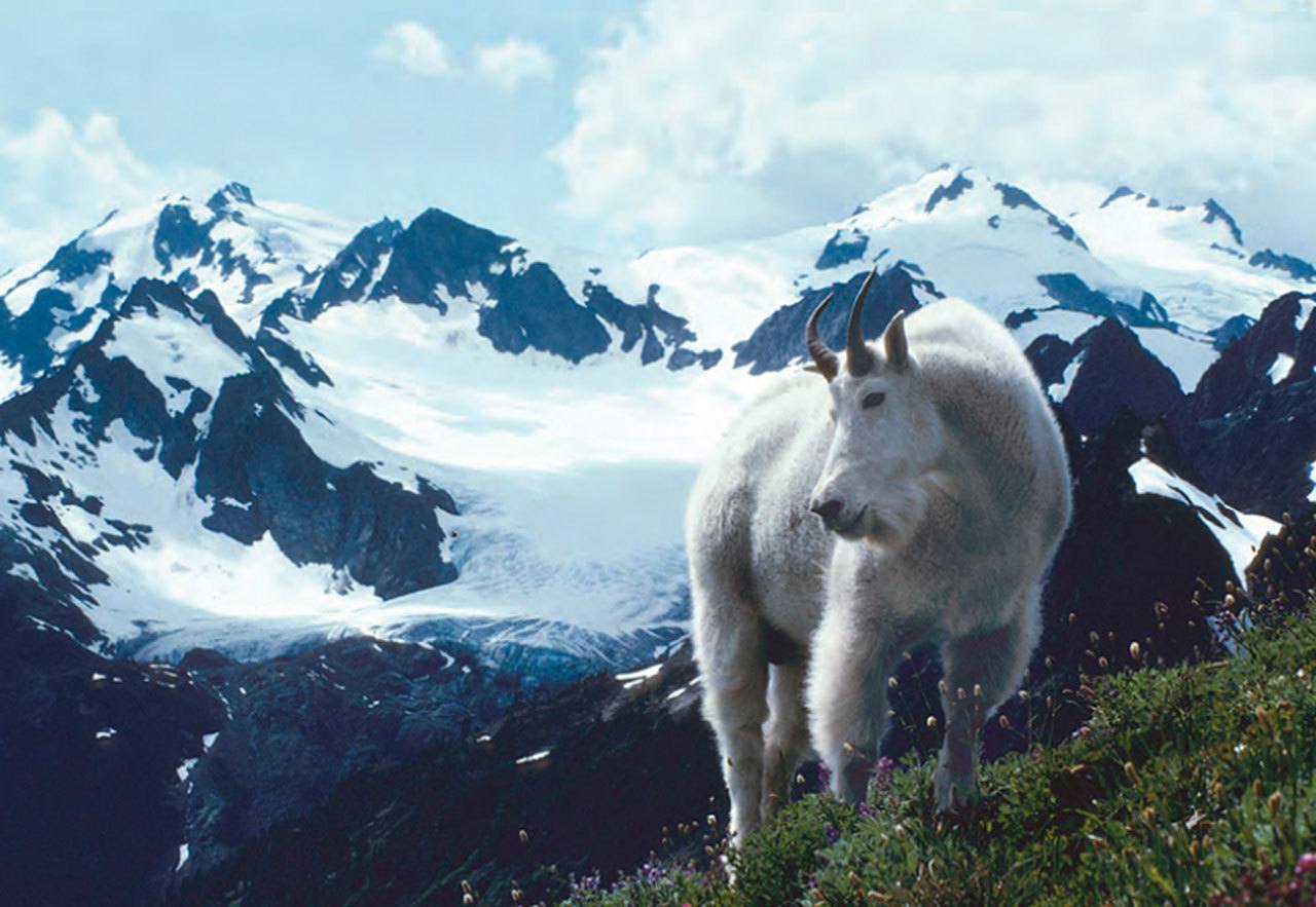 A mountain goat stands in the foreground of a view of Mount Olympus in the Olympic National Park. (Roger Hoffman, National Park Service)