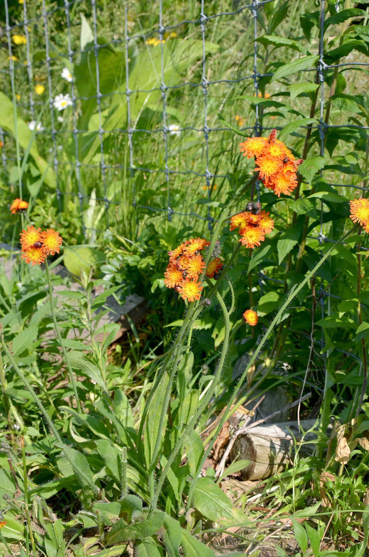 Orange hawkweed started growing in the author’s yard, a sign that her soil had become more acidic. (Barbara Damrosch)