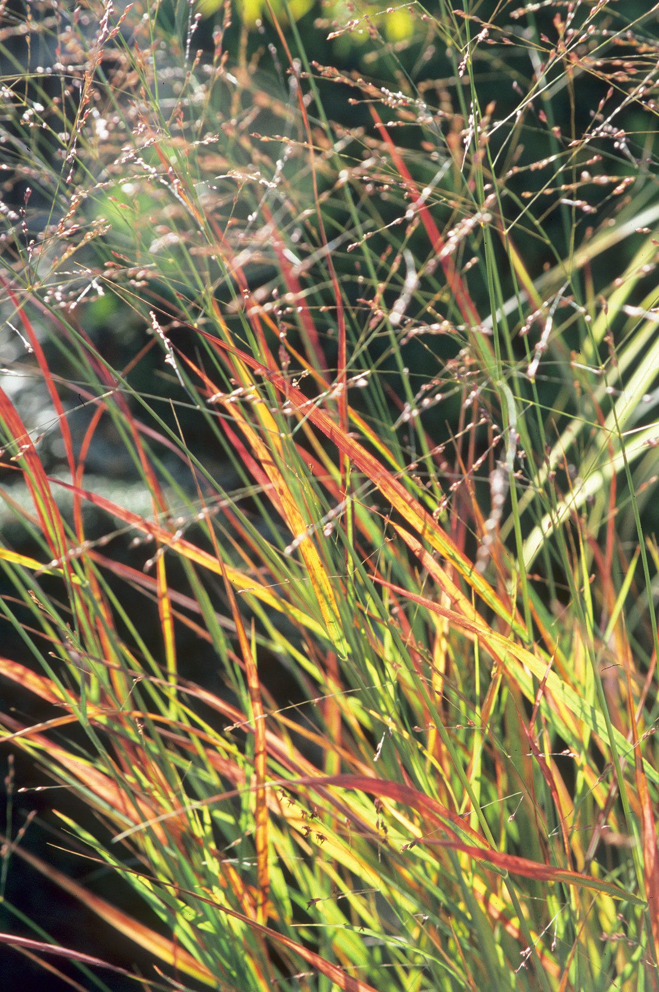 Panicum virgatum “Rotstrahlbusch” is a well-behaved grass in the garden, with attractive colors. (Richie Steffens / Great Plant Picks)