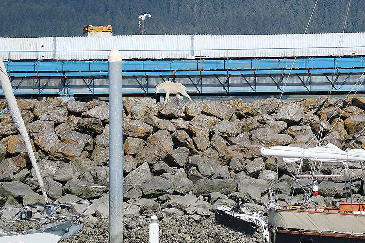 A mountain goat wanders Saturday in Seward, Alaska. The goat jumped into the ocean to get away from crowds snapping its picture, and the animal drowned when it couldn’t get back to land because of the crush of people on shore. (Patrice Fero via AP)