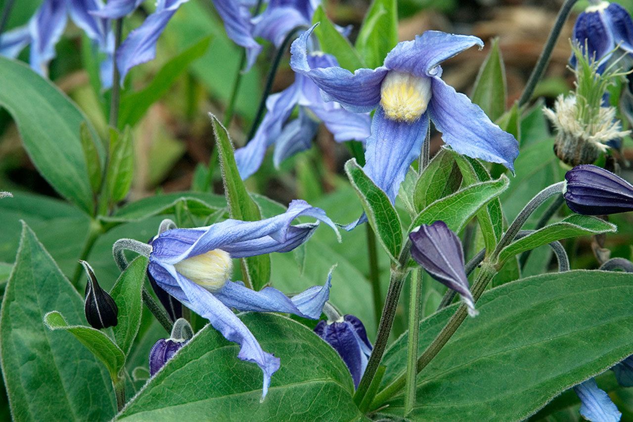 Clematis “Bushy Blue Bell” is prized for its attractive blue color and interesting growth habit. (Doreen Wynja / Monrovia)