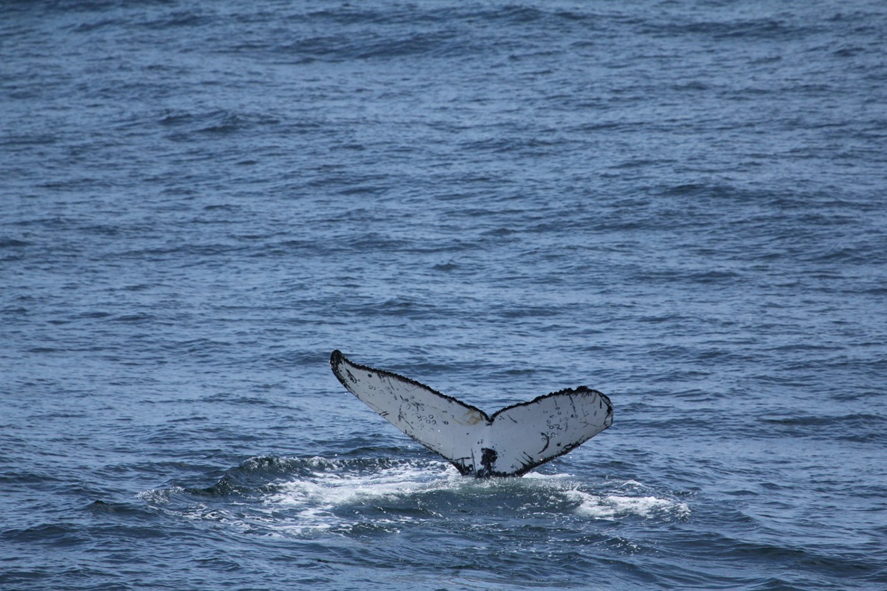 Humpback whales, like this one seen in Oregon, have been showing up more and more in the Salish Sea. (NOAA Fisheries, file)