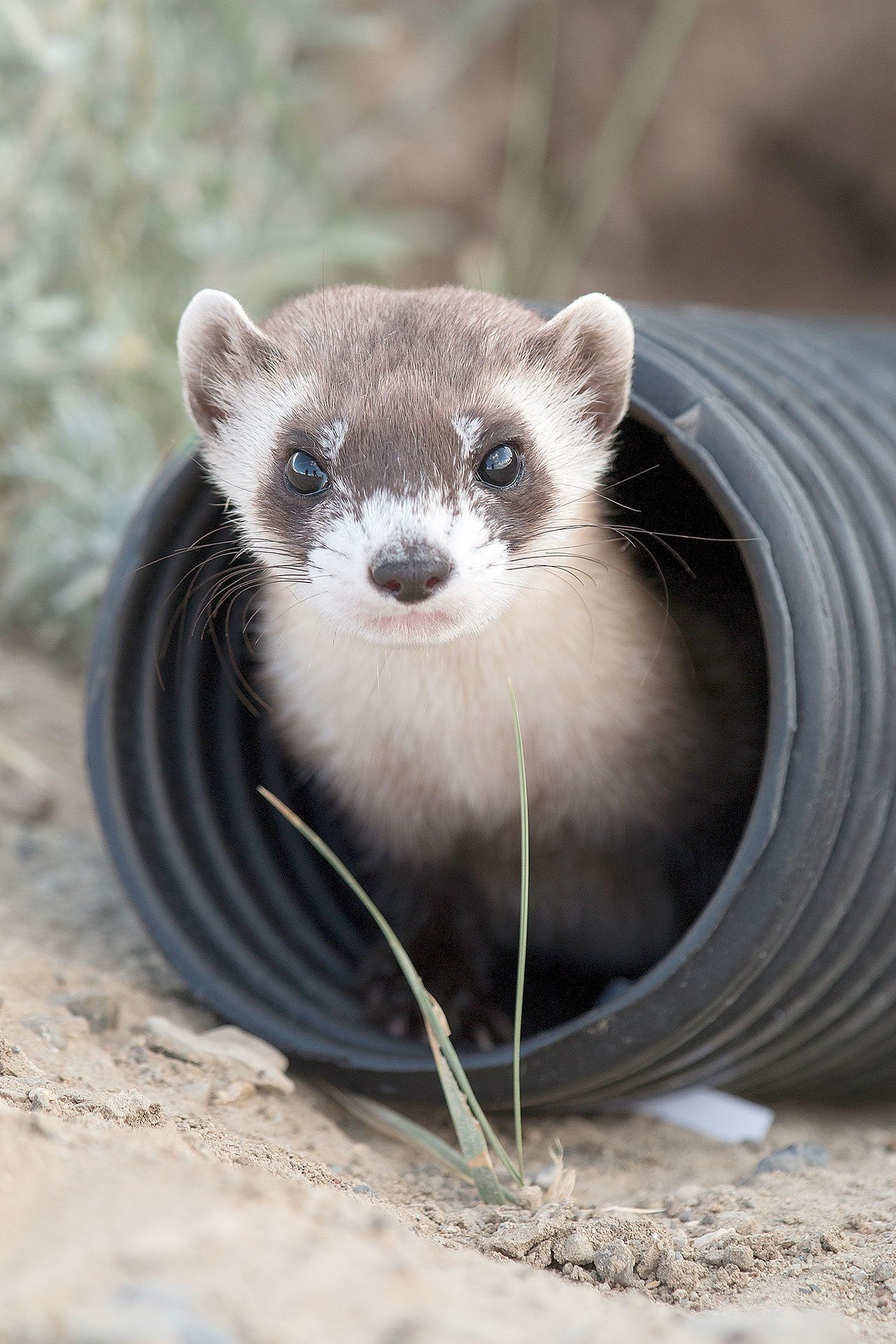 A black-footed ferret peers out from his new home on Pitchfork Ranch near Meeteetse, Wyoming, on Tuesday. (Jessica Ulysses Grant / Wyoming Game and Fish Department)