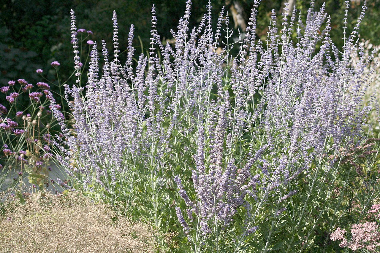 Picks Cut-leaf Russian sage is a nice addition to sunny garden areas. (Richie Steffens / Great Plant)