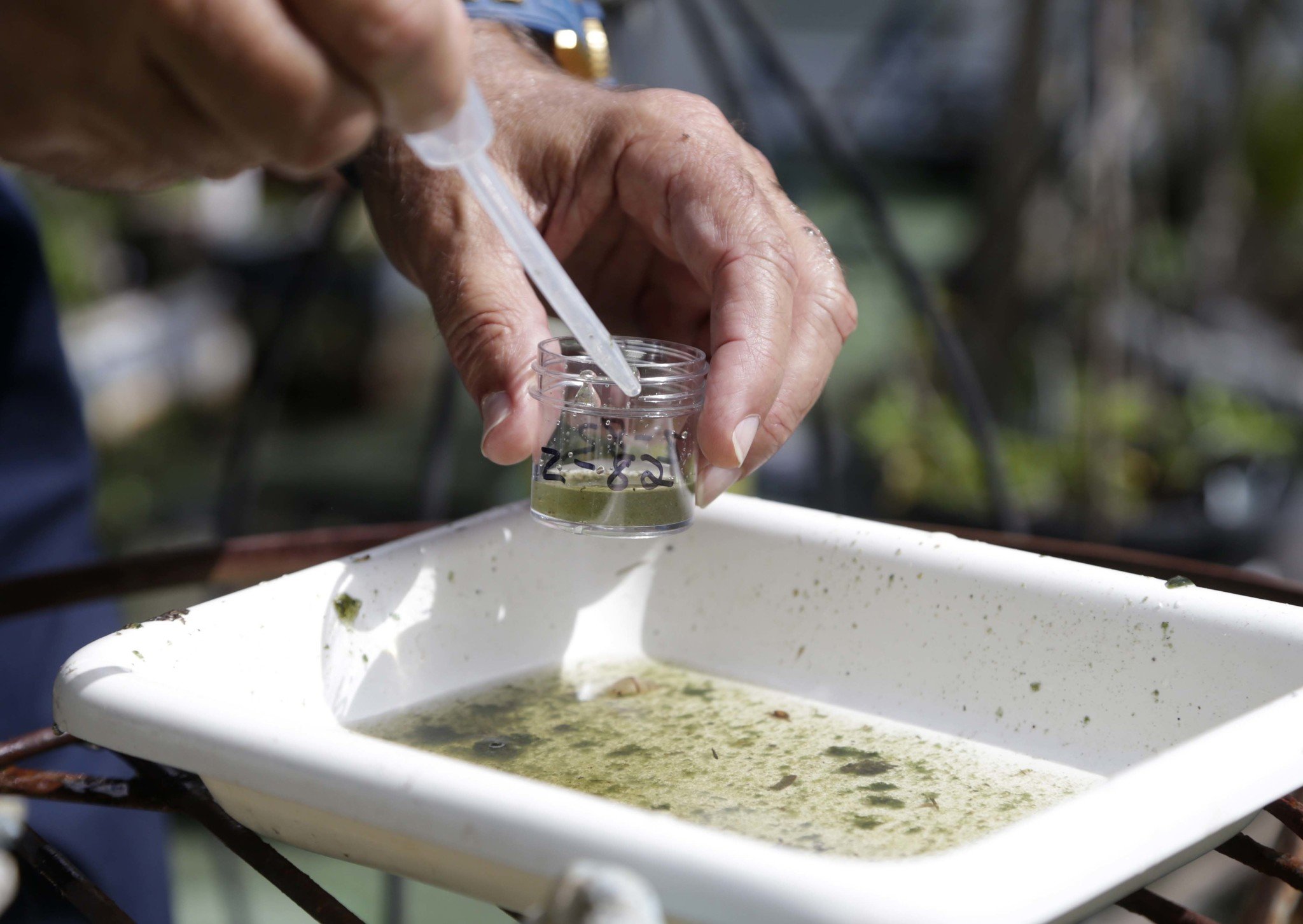 Mosquitoes suspected in 2 new mysterious Florida Zika cases