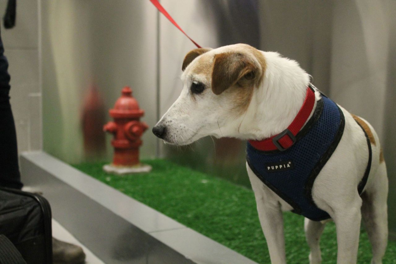 John John visits the new pet relief area at New York’s JFK airport before he and his owner, Taylor Robbins, head home on a flight to Atlanta on Tuesday. “It’s really clean, it gets the job done and he seemed to understand he could use it,” Robbins said. “Without this he would have had to hold it in.”