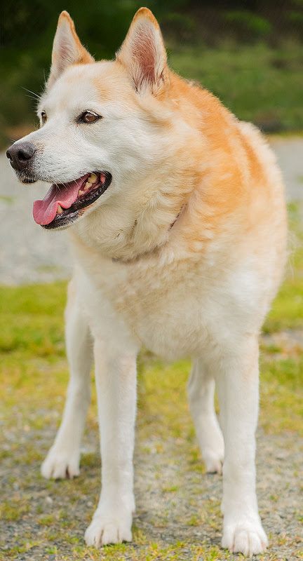 Snickerdoodle is a very polite senior who always has a smile! She loves going for walks and seems to get along with all the other dogs she has met here. Somebody will be very lucky to adopt her.