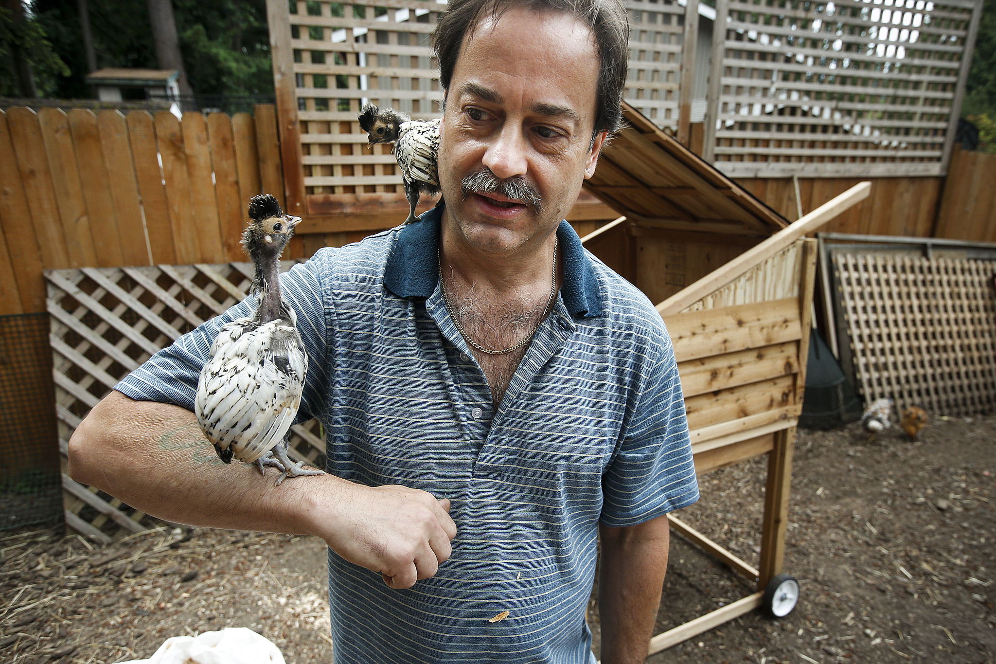 Phil Gabler holds a rare pair of Brabanter chickens in the back yard of his Mukilteo home on June 8. Gabler recently put his home on the market and has insisted that the new owner must prove that they “love and desire to care for chickens.”