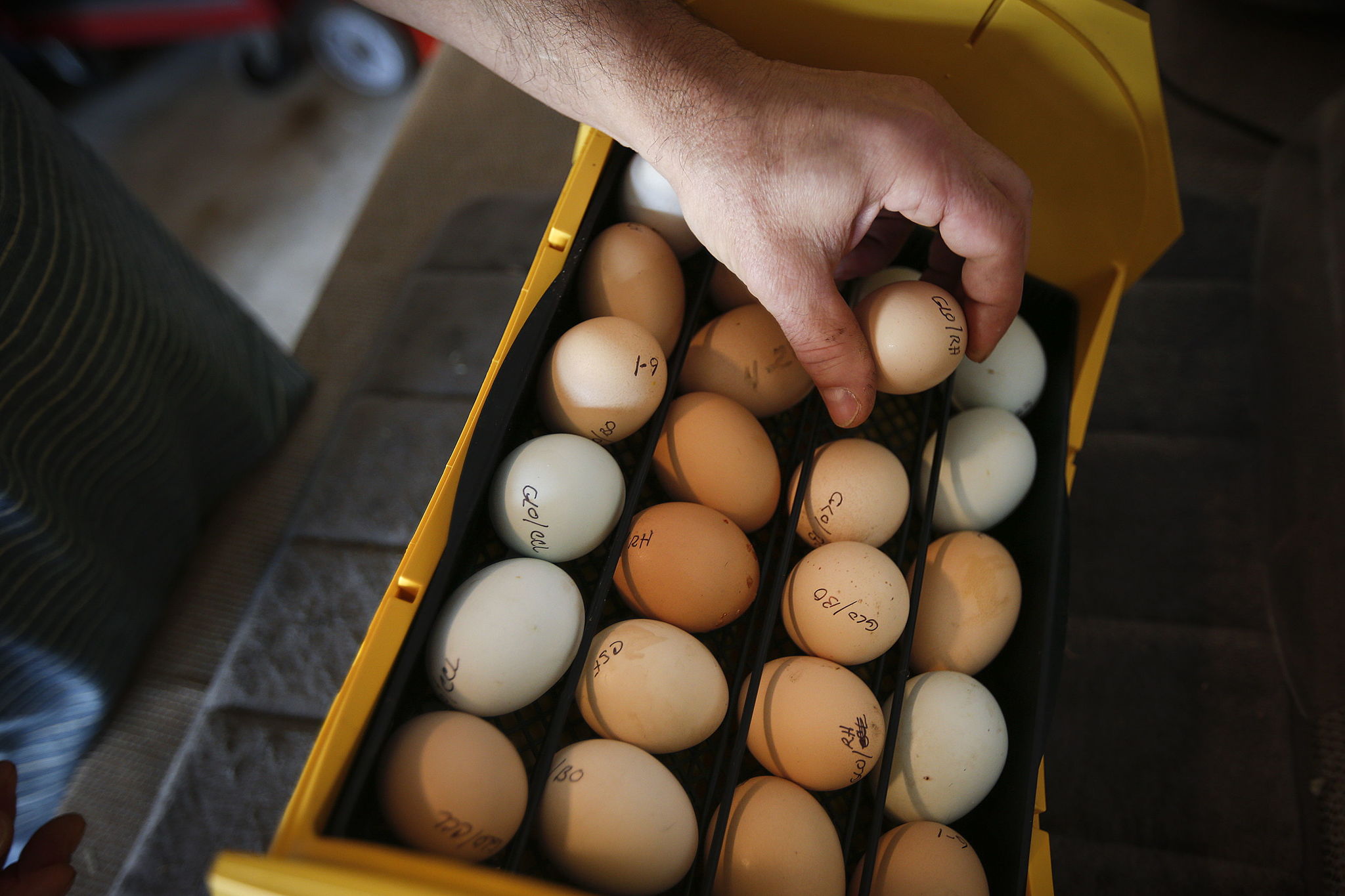 Phil Gabler opens up an incubator full of eggs waiting to hatch in the garage of his home in Mukilteo on June 8. Gabler recently listed his house for sale and would like to move to a property that allows him space for more chickens.
