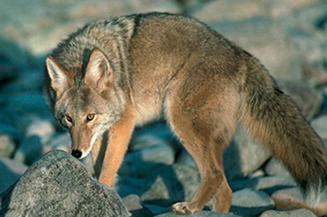 Coyotes have spread throughout North America. (California Dept. of Fish and Wildlife)
