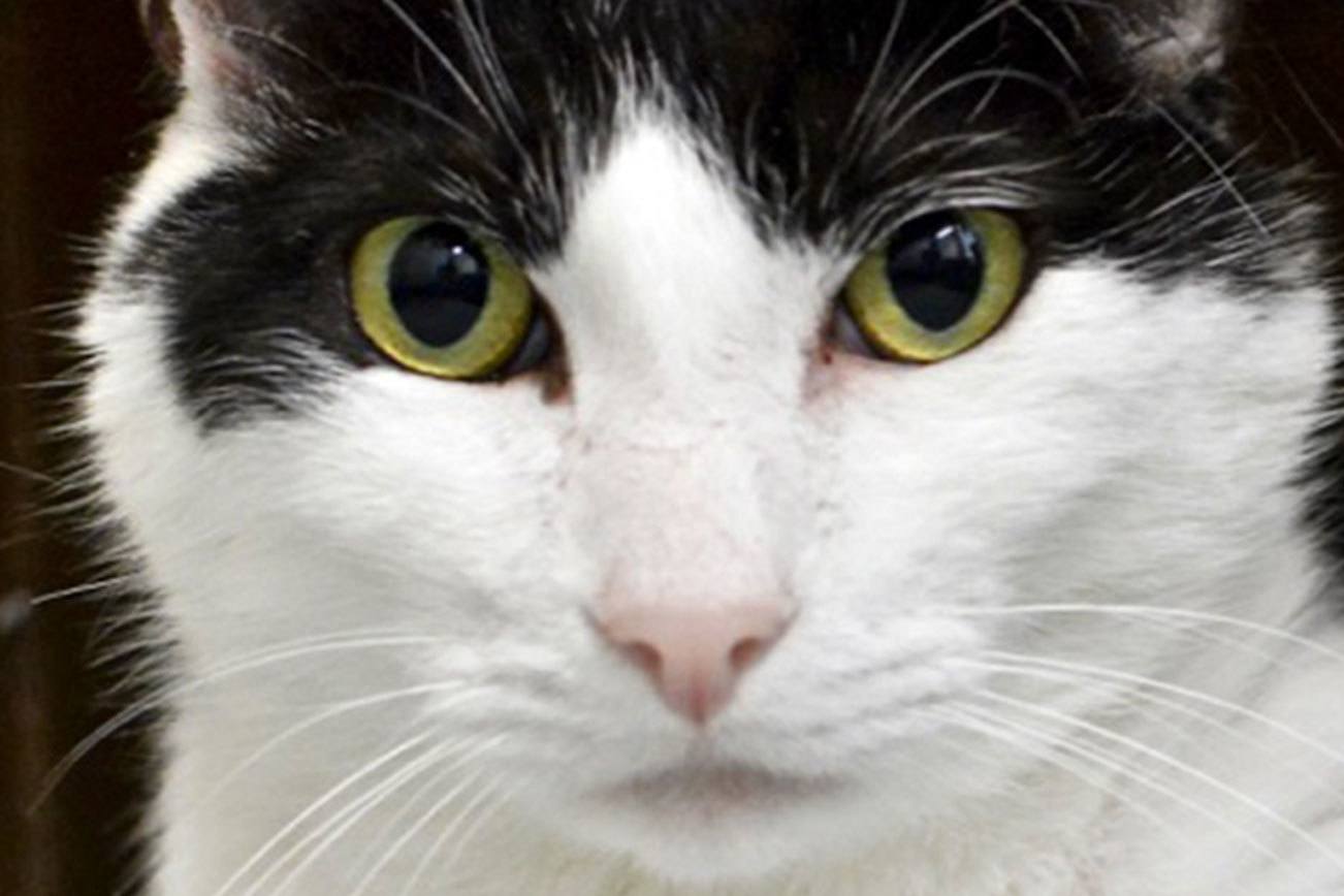 Can you adopt one of these pets?