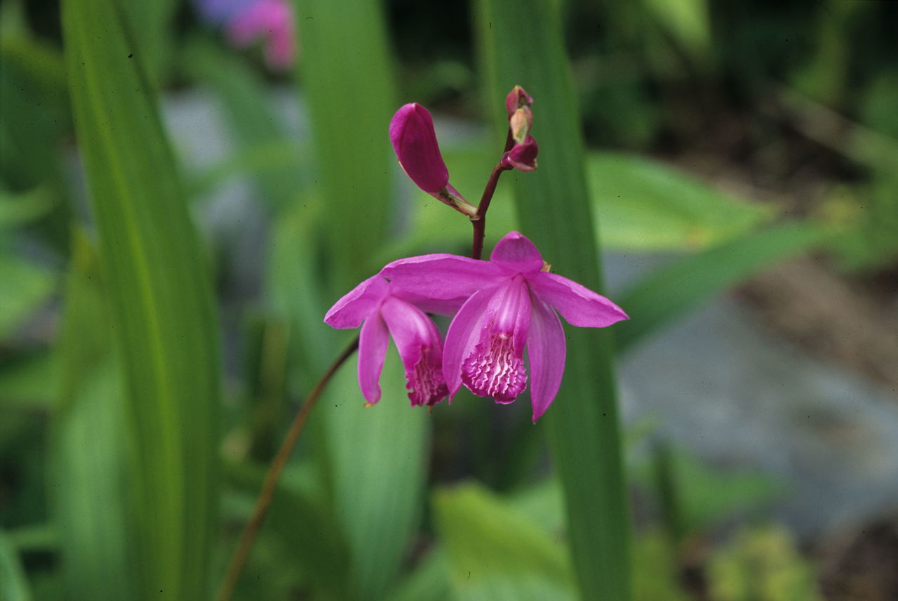 Chinese Ground Orchid likely is the most effortless type of orchard someone can grow.