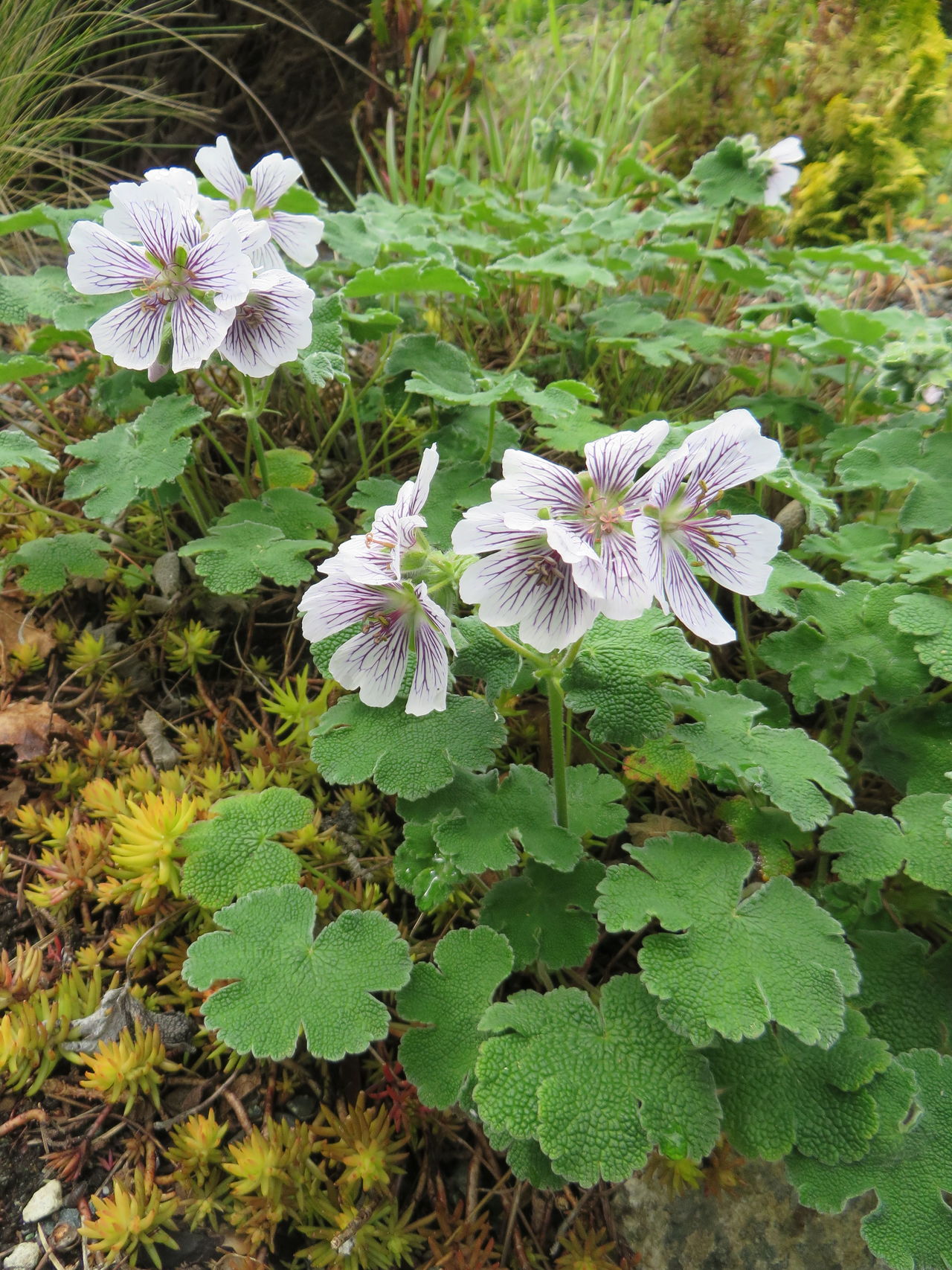 Geranium renardii, hardy geranium, is a great addition to a rockery.