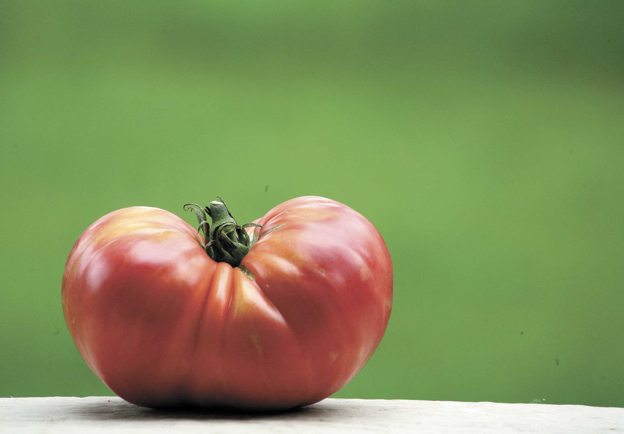 Tips to grow the best tomatoes in your neighborhood