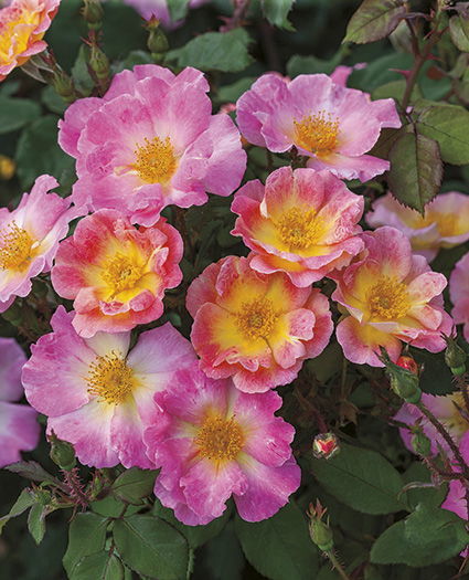 This rose offers beautiful color, long lasting blooms and is resistant to disease.