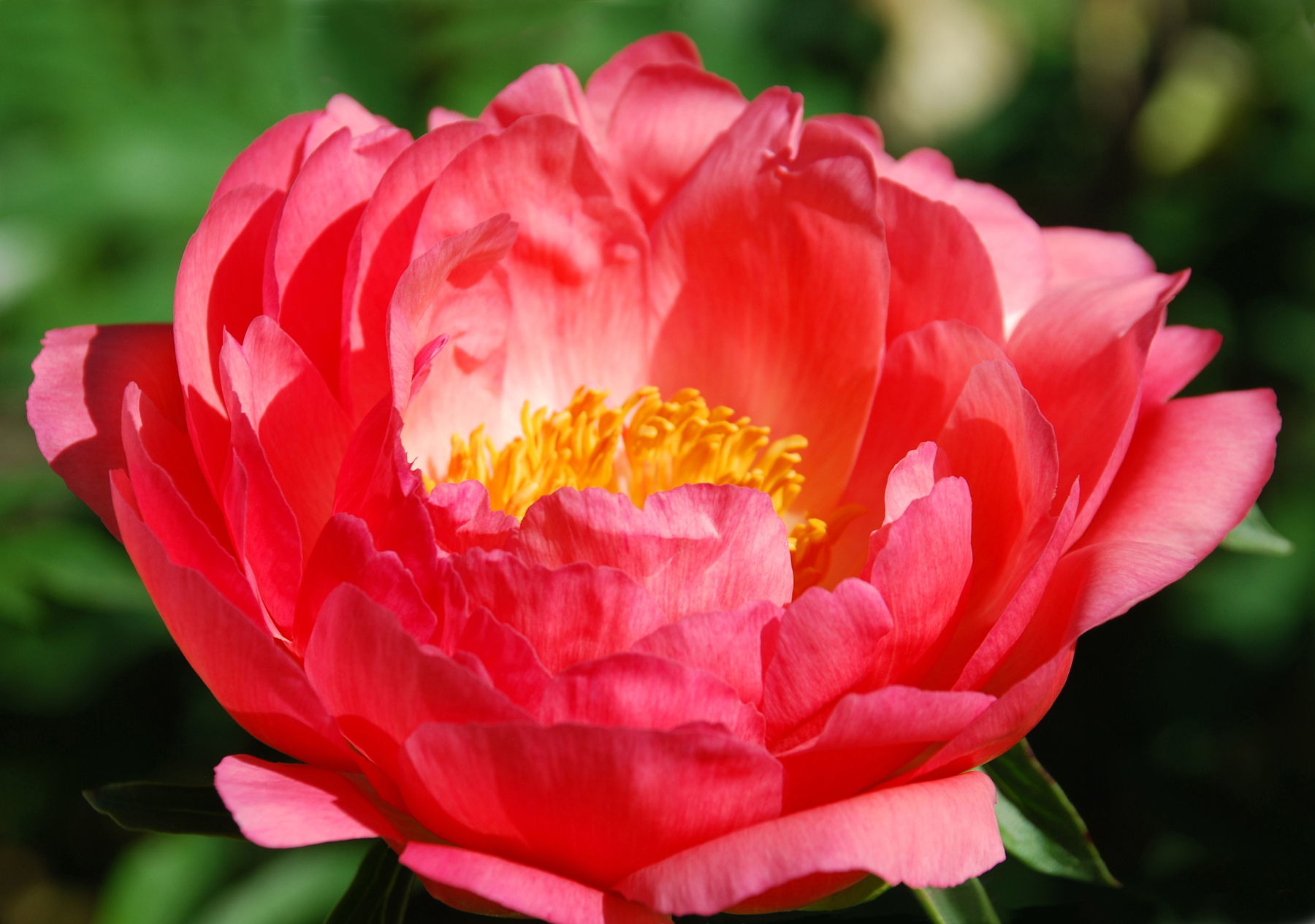 Peony “Coral Sunset” is an unusual color and makes a great cut flower.