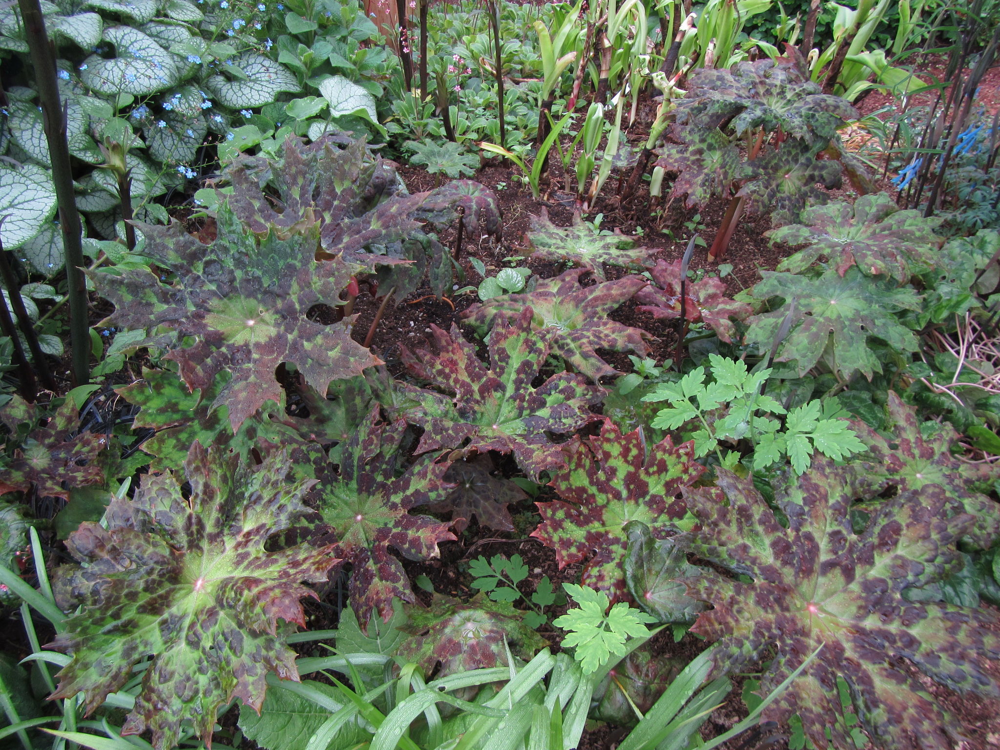 Podophyllum delavayi, also known as Chinese Mayapple, is a great plant to add to your shade garden.