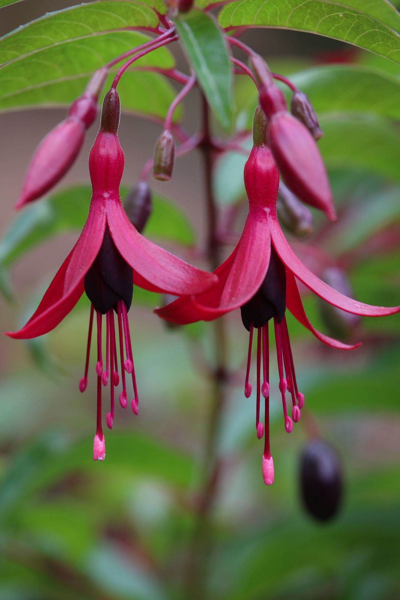 Fuchsia ‘Dying Embers’ offers brilliant flowers that last all sumer long.
