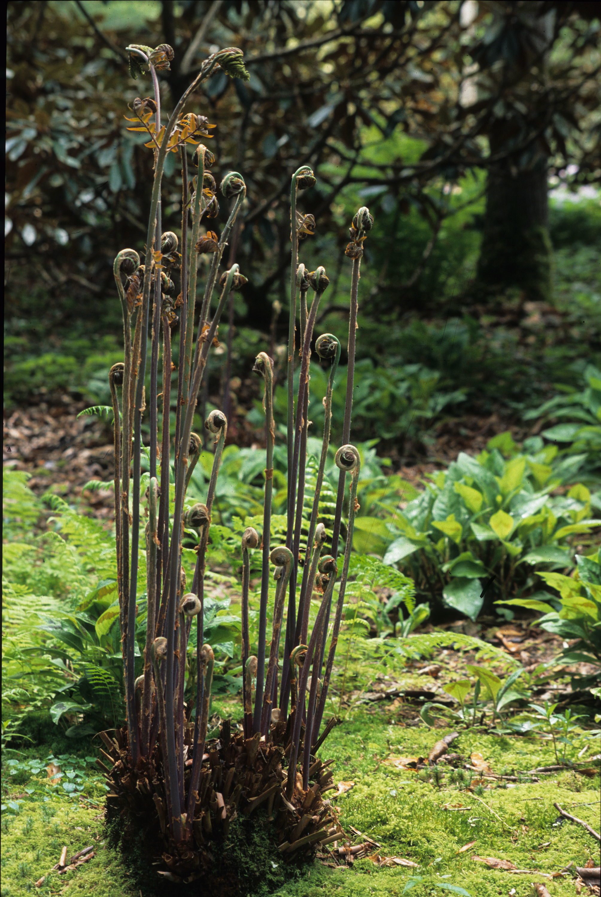 Purple-tinged royal fern is a tall, attractive fern with purple stems.