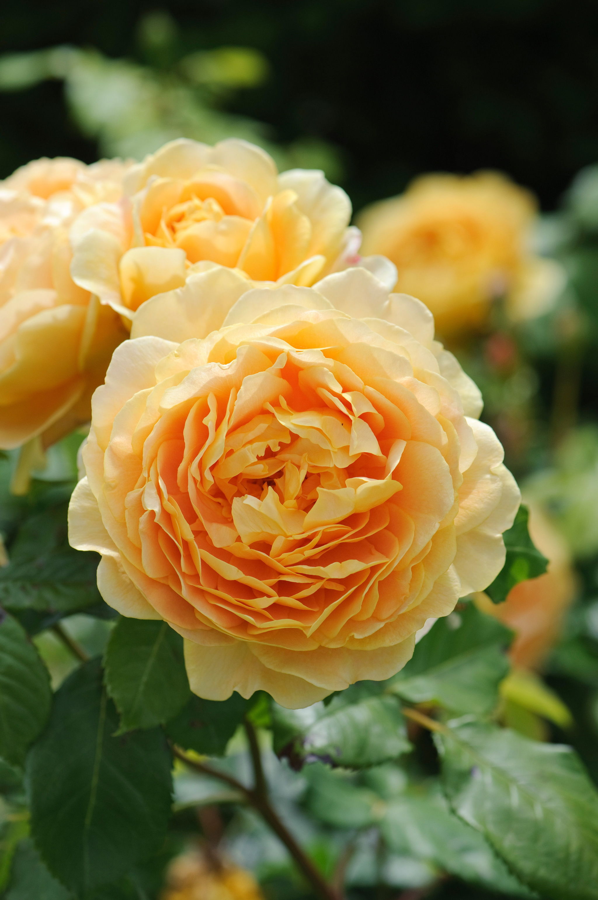 “Golden Celebration” is one of the most fragrant English roses.