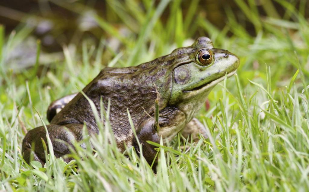 A large bullfrog basks in the sun near the marsh.
