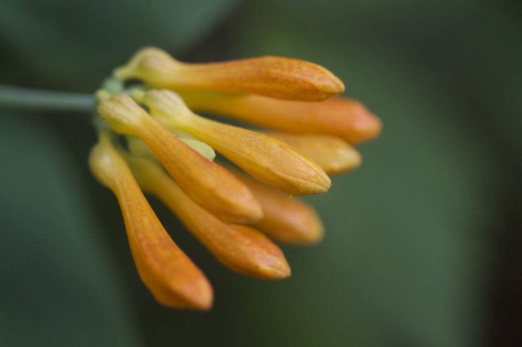 Plants are starting to flower in the 92nd Street Park in Mukilteo.
