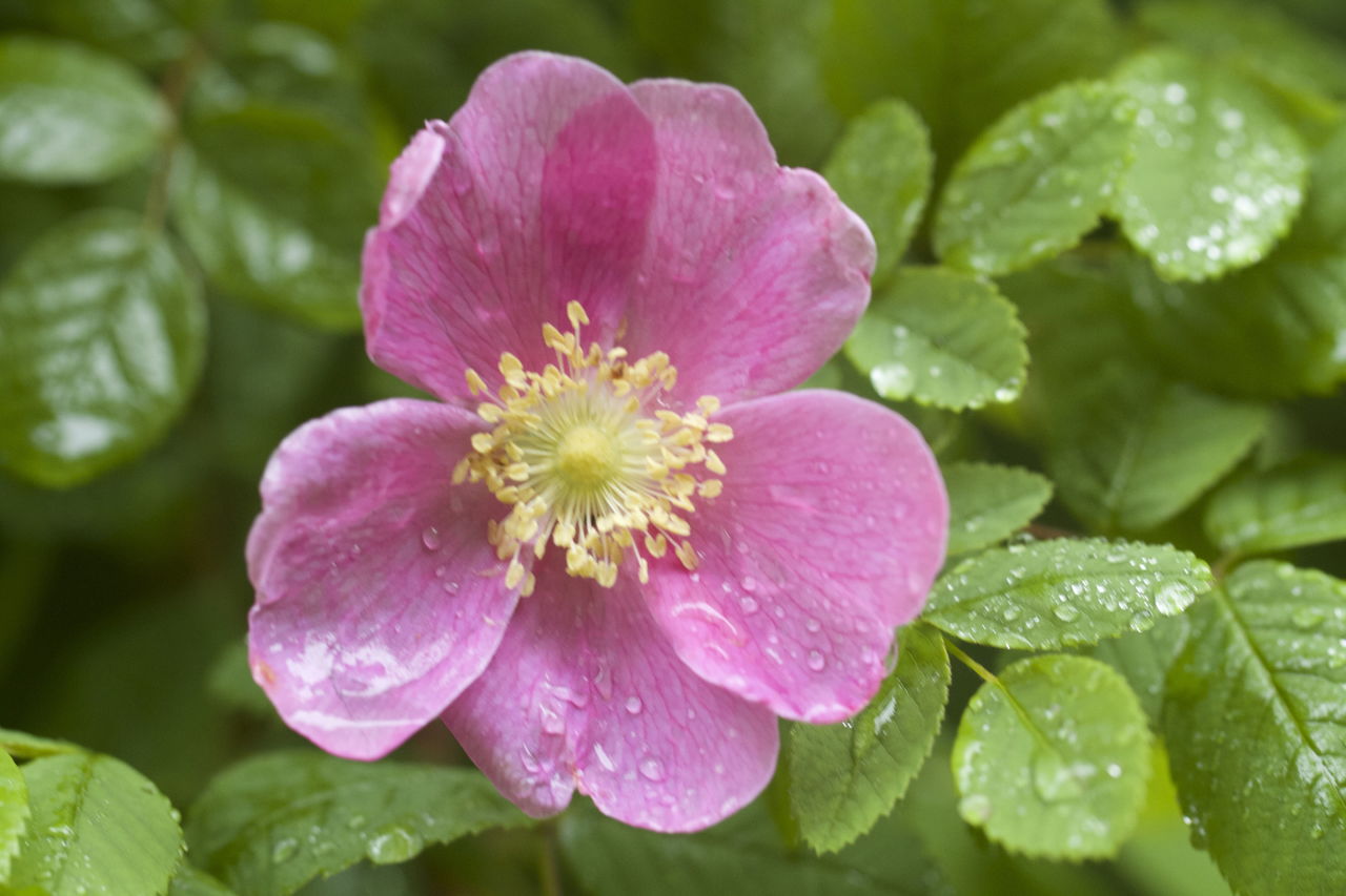 A wild rose blooms at the 92nd Street Park in Mukilteo.