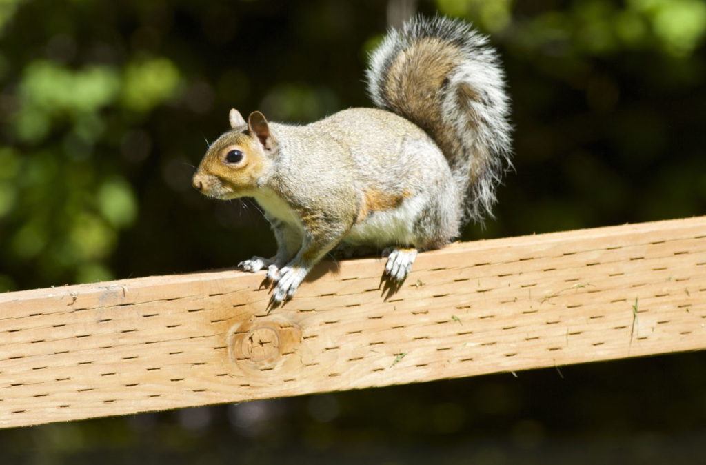 A well-fed squirrel enjoys the park.
