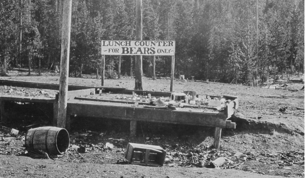 A bear-feeding platform in Yellowstone, about 1929.
