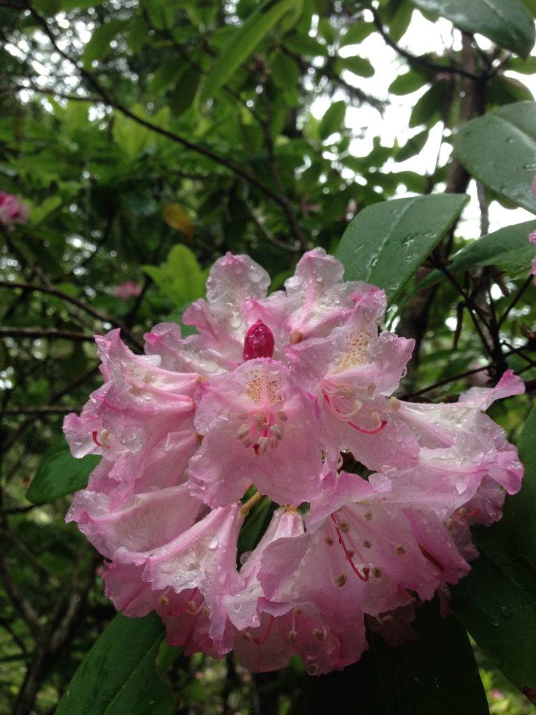 Rhododendrons are blooming along the Mount Zion Trail.
