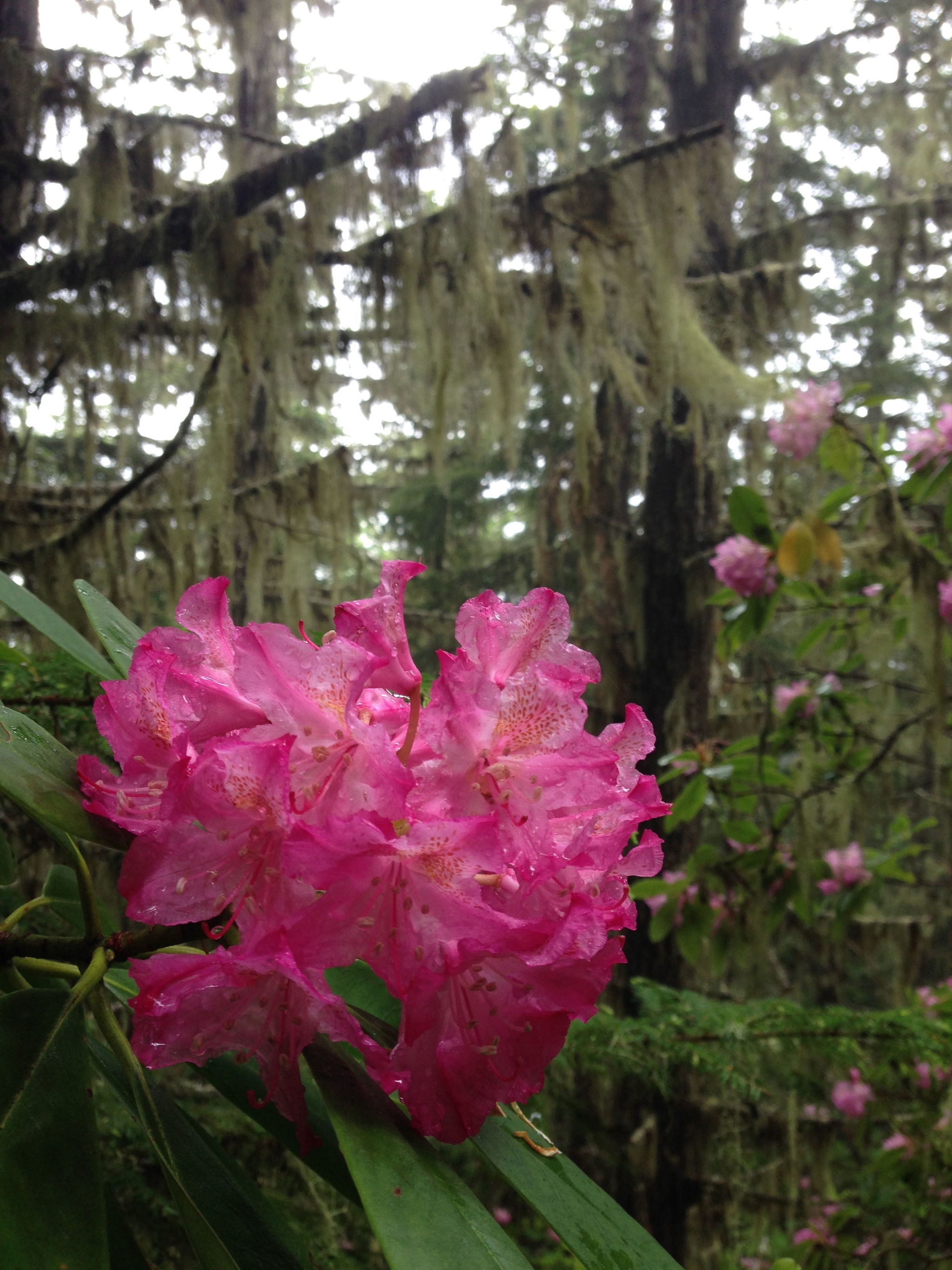 Rhododendrons bloom along the Mount Zion Trail.
