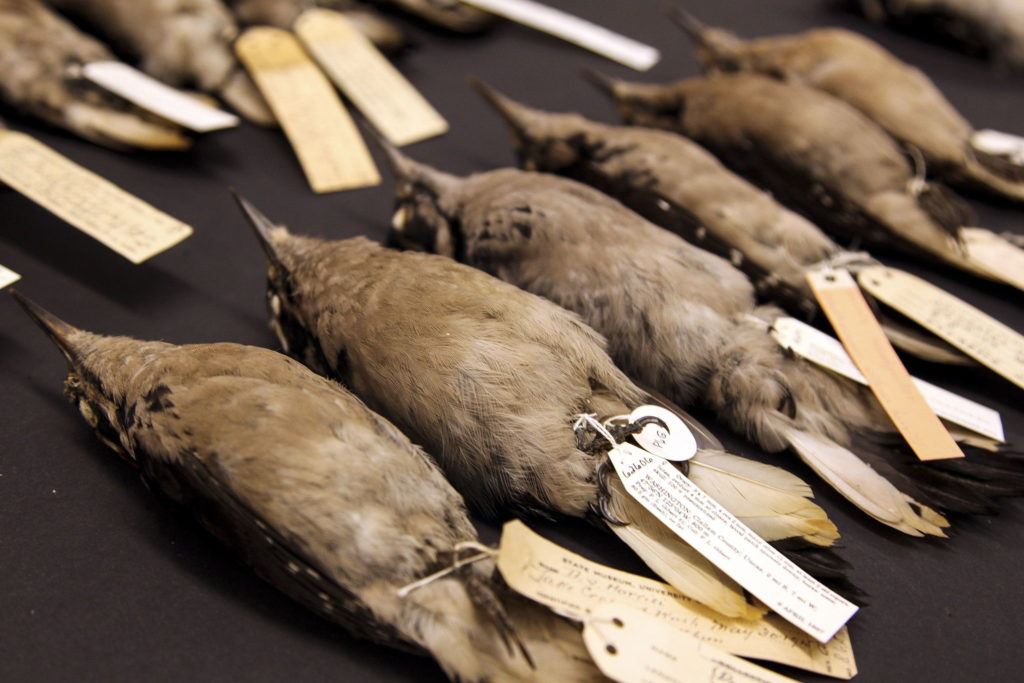 Hairy woodpecker specimens from the Burke collection are part of a new exhibit at the Burke Museum in Seattle.
