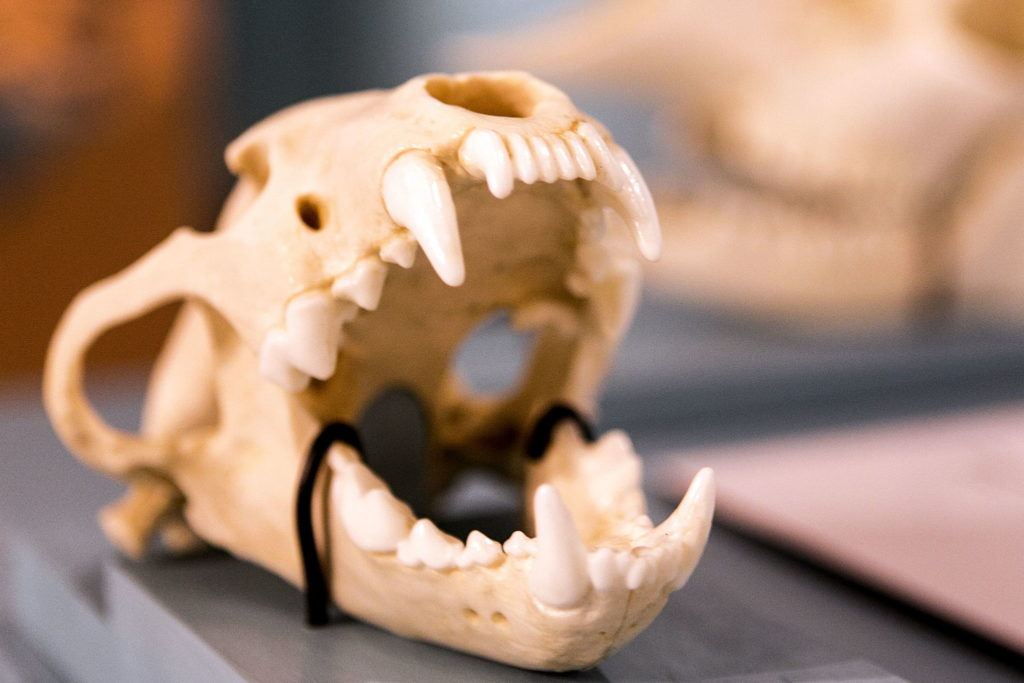 A replica of a wolverine skull is available for people to touch and examine.
