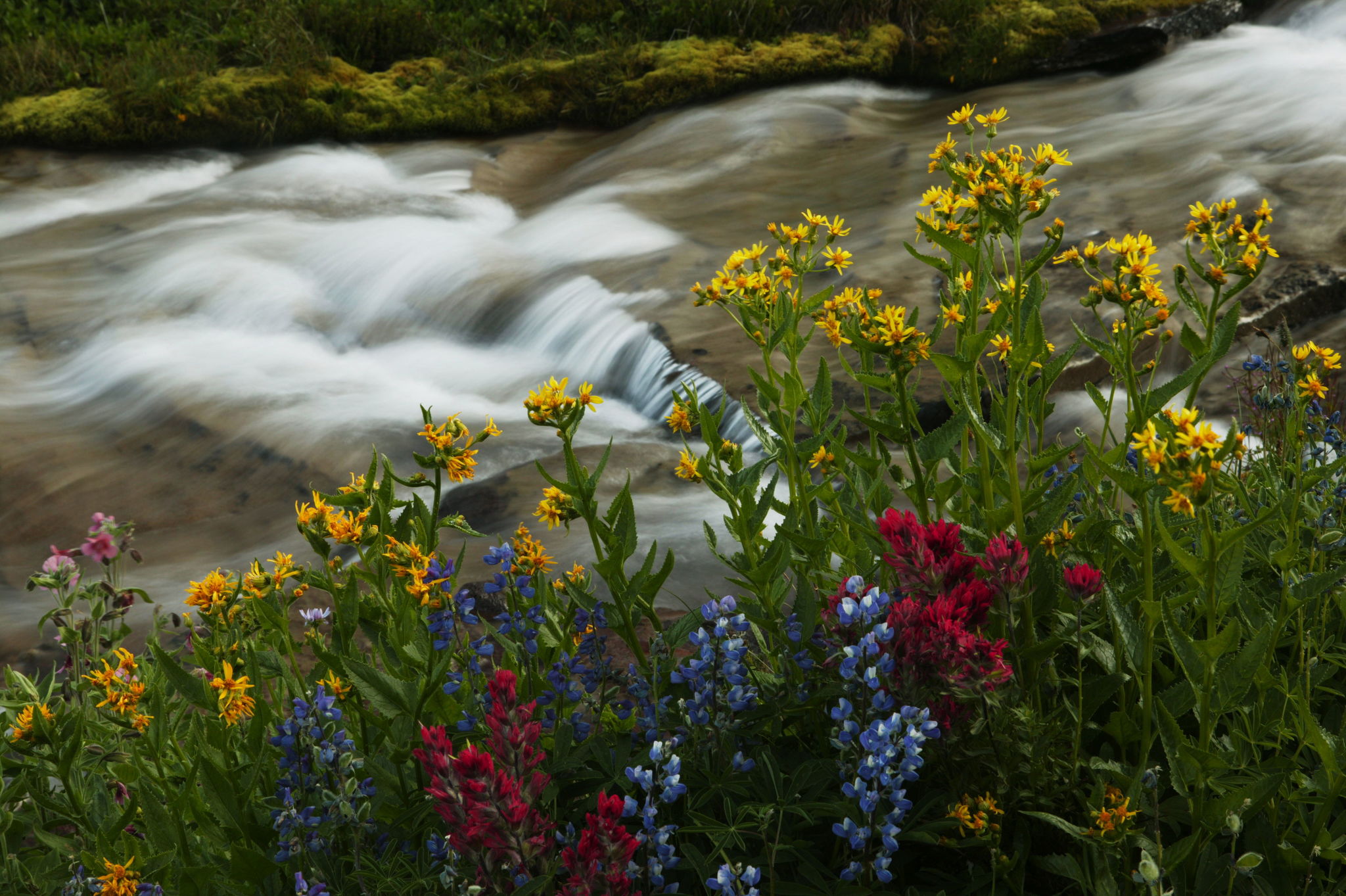 The rushing waters of Downey Creek flow past blooming wildflowers in the Glacier Peak Wilderness. The Burke exhibit includes large-scale photos of the North Cascades.