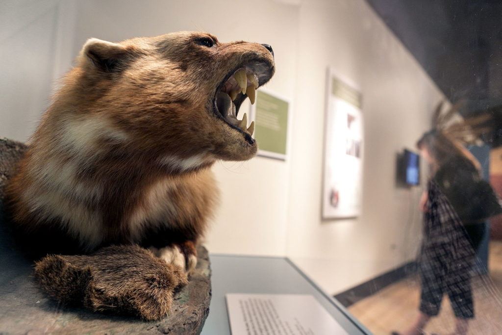 A preserved wolverine anchors Wild Nearby: Discover Washington’s North Cascades, a new exhibit at the Burke Museum in Seattle.
