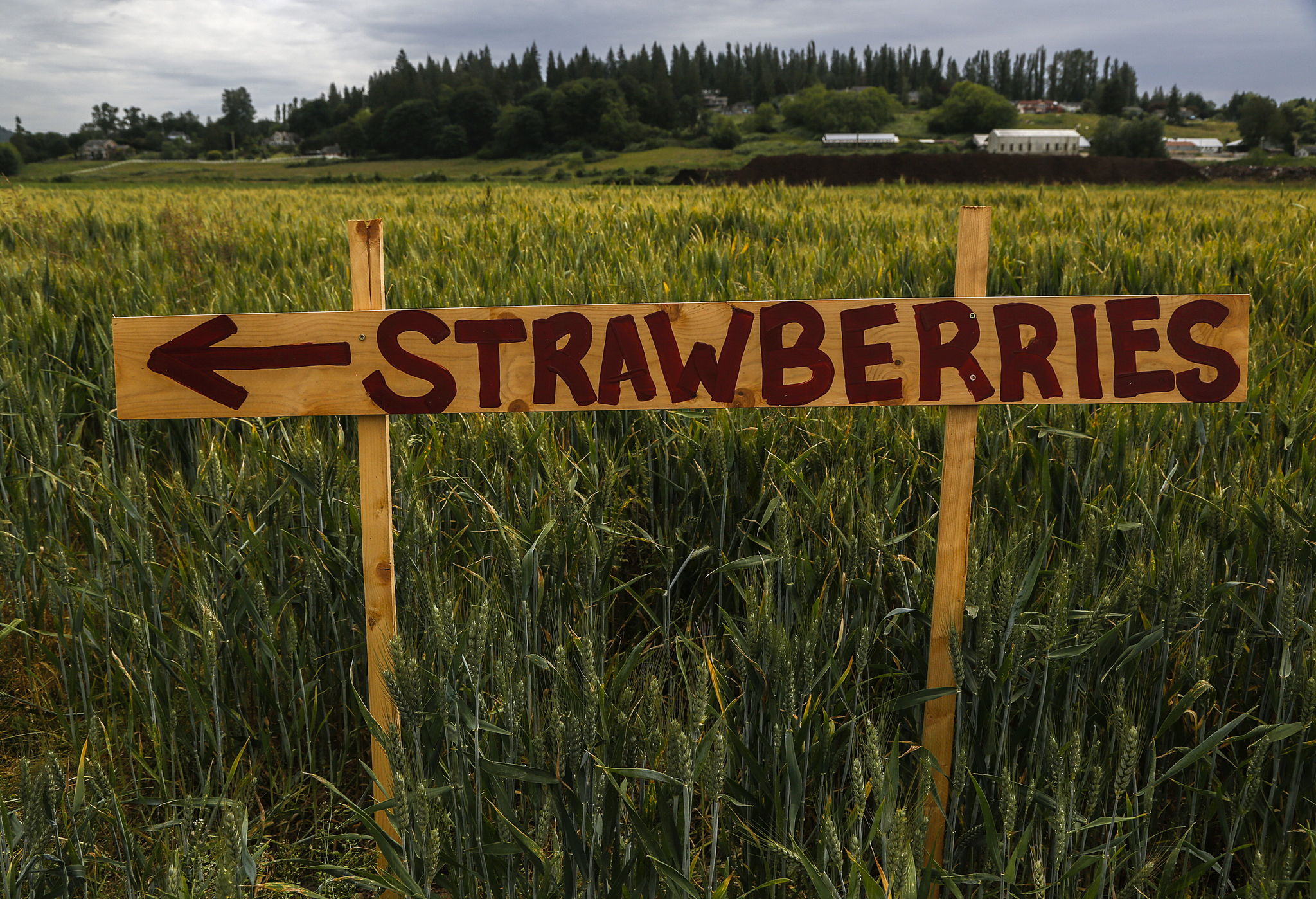 At the edge of a wheat field, a sign points the way to strawberry fields at Baileys U-Pick on Springhetti Road in Snohomish.

